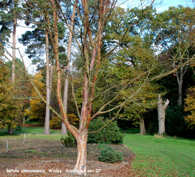 betula albosinensis