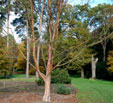 Betula albosinensis