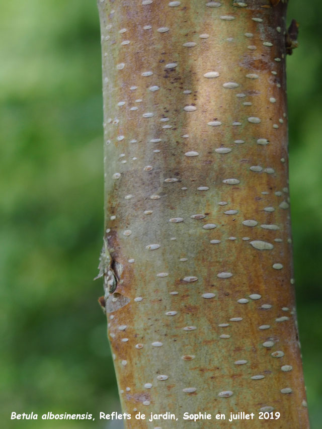 Betula albosinensis 'Ness'