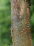 Betula albosinensis 'ness'