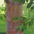 Betula albosinensis var. septentrionalis