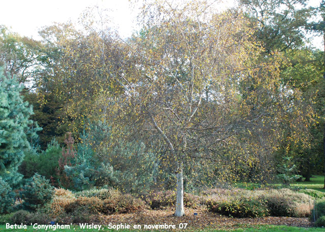 Betula 'Conyngham'