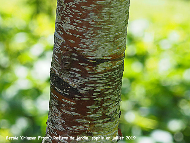 Betula 'Crimson Frost'