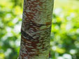 Betula 'Crimson Frost'