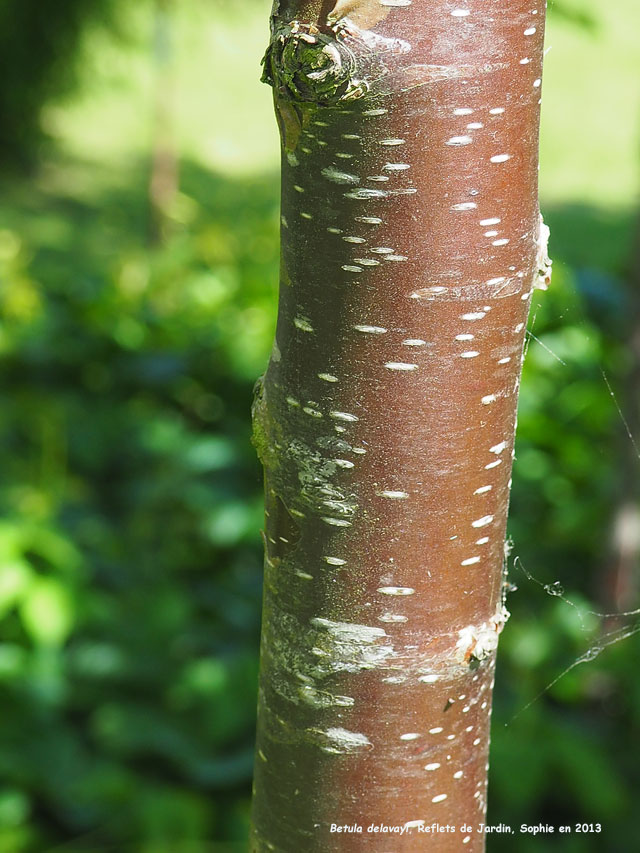 Betula delavayi