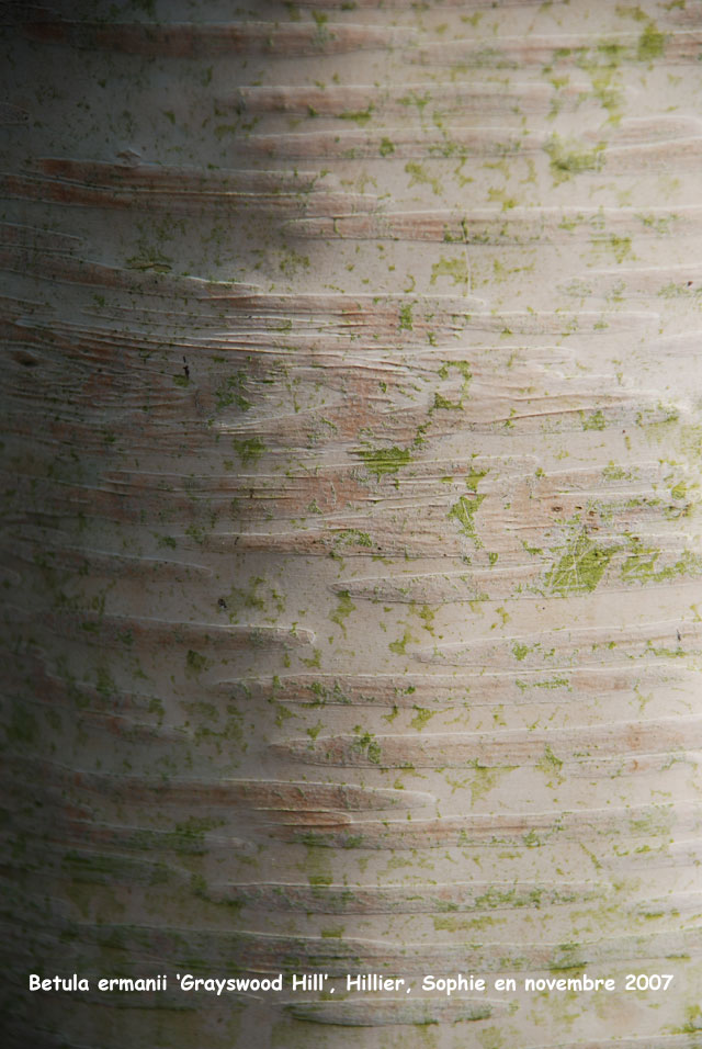 Betula ermanii