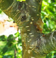 Betula ermanii 'Mount Zao'
