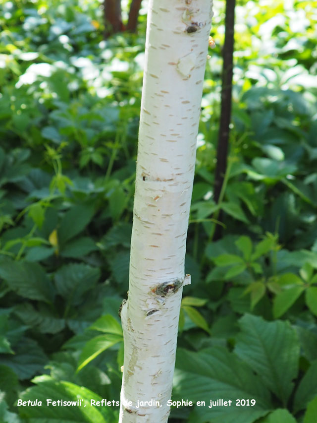 Betula 'Fetisowii'