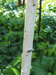 Betula_fetisowii