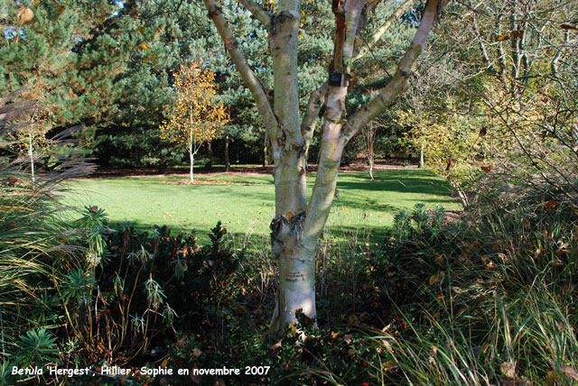 Betula 'Hergest'