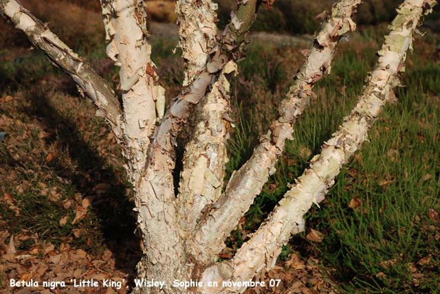 Betula nigra 'Little King'