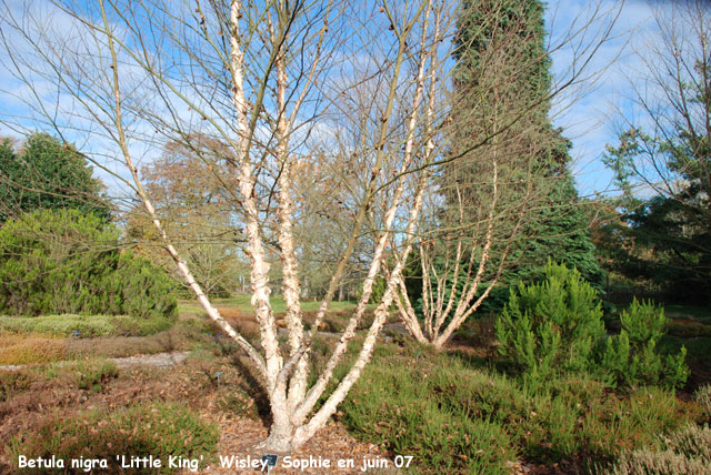 Betula nigra 'Little King'