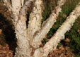 Betula nigra 'Litlle King'