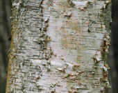 Betula maximowicziana