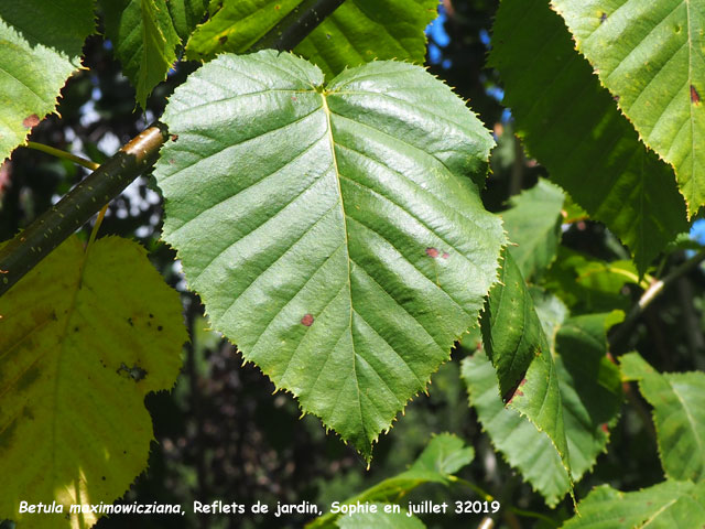 Betula maximowicziana