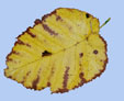 Betula maximowicziana