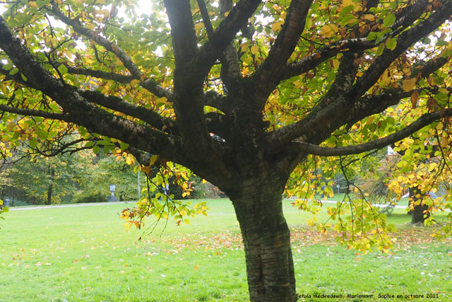 Betula medwediewii