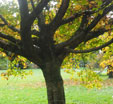 Betula medwediwii