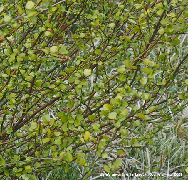 Betula nana 'Golden Treasure'