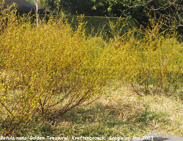 Betula nana 'Golden Treasure'