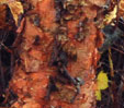 Betula nigra