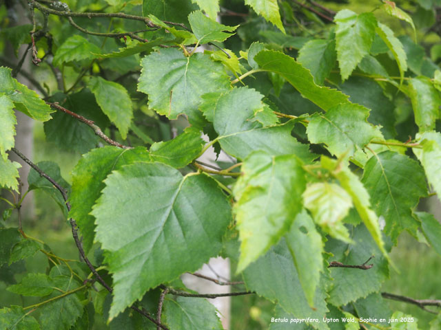Betula papyrifera