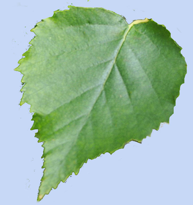 Betula papyrifera