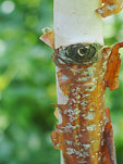 Betula utilis 'Sauwala White'