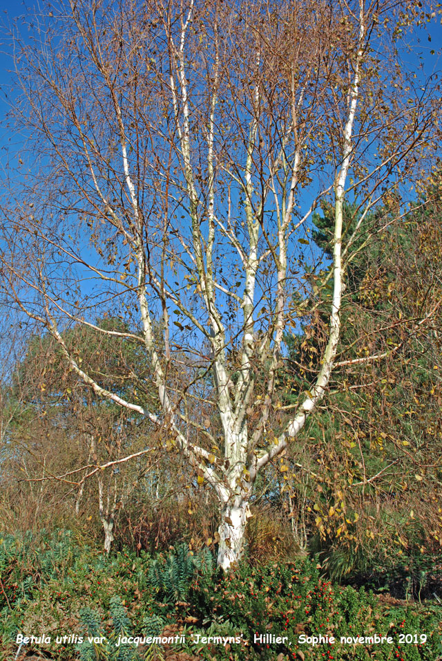 Betula utilis var. jacquemontii 'Jermyns'