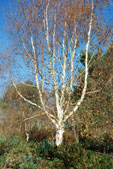 Betula utilis var. jacquemontii 'Silver Shadow'