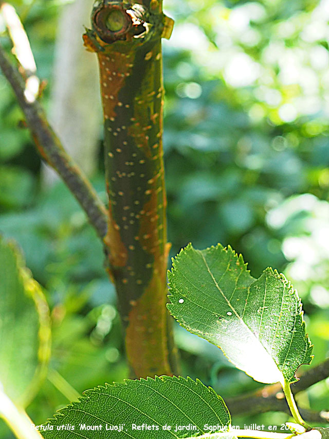 Betula utilis 'Mount Luoji'