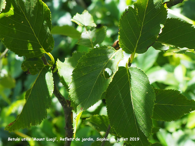 Betula utilis 'Mount Luoji'