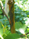 Betula 'Mount Luoji'