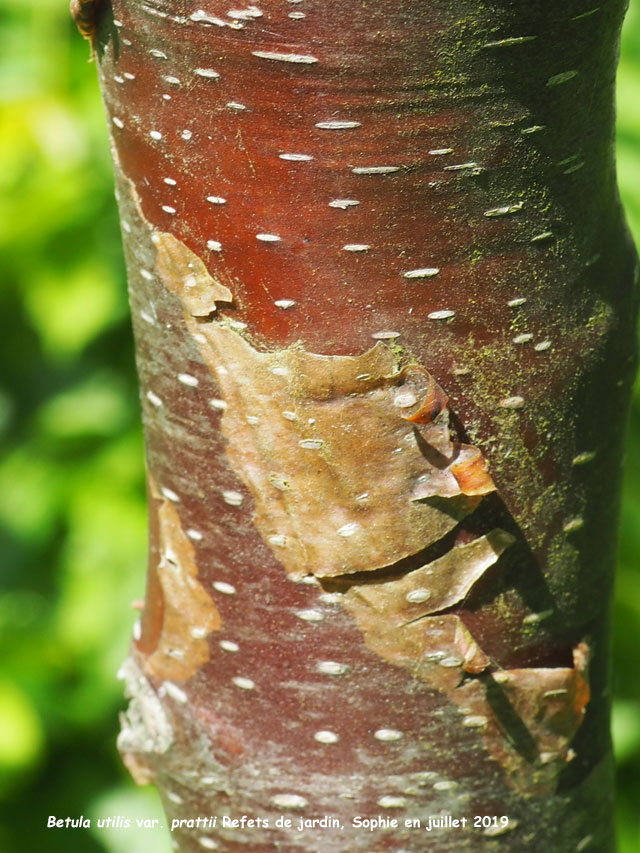 Betula utilis var. prattiii