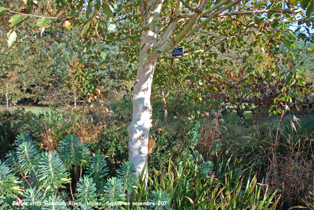 Betula utilis 'Mount Luoji'