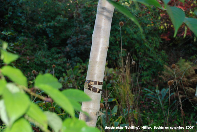 Betula utilis 'Buddha'