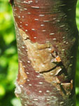 Betula utilis ver. jacquemontii