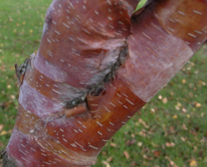 Betula albosinensis 'Bois Marquis'