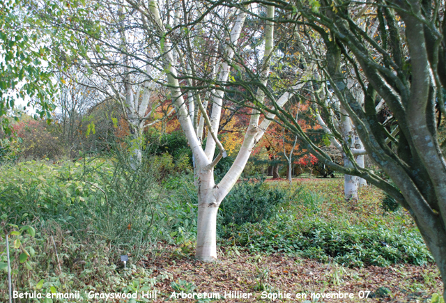 Betula ermanii