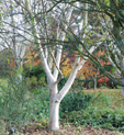 Betula ermanii 'Grayswood Hill'