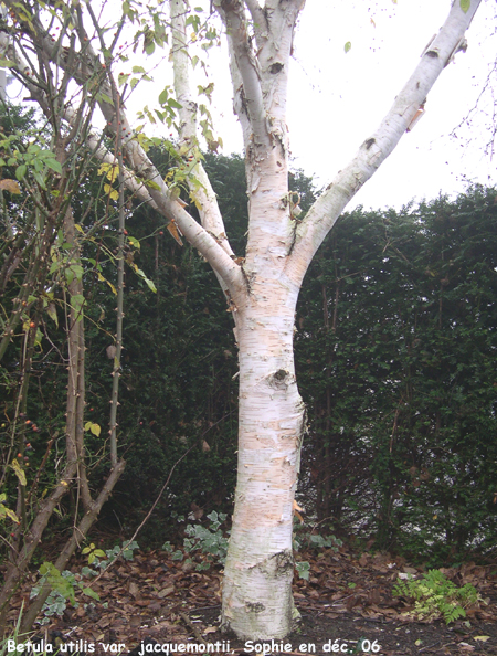 Betula utilis var. jacquemontii