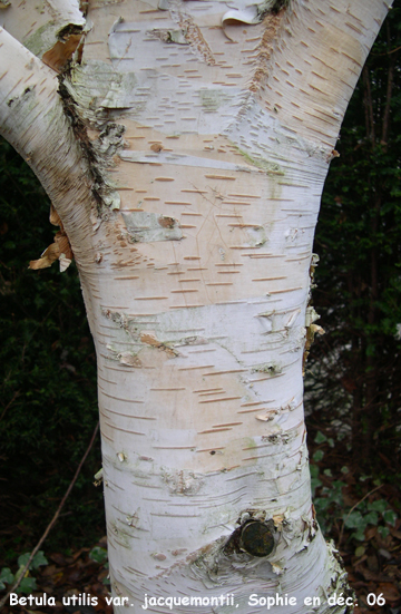 Betula utilis var. jacquemontii