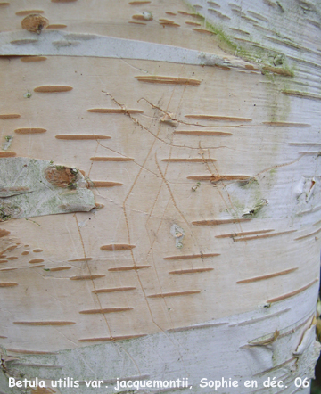 Betula utilis var. jacquemontii