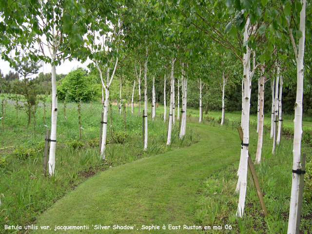 Betula utilis var. jacquemontii 'Silver Shadow'