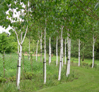 Betula utilis var. jacquemontii 'Silver Shadow'