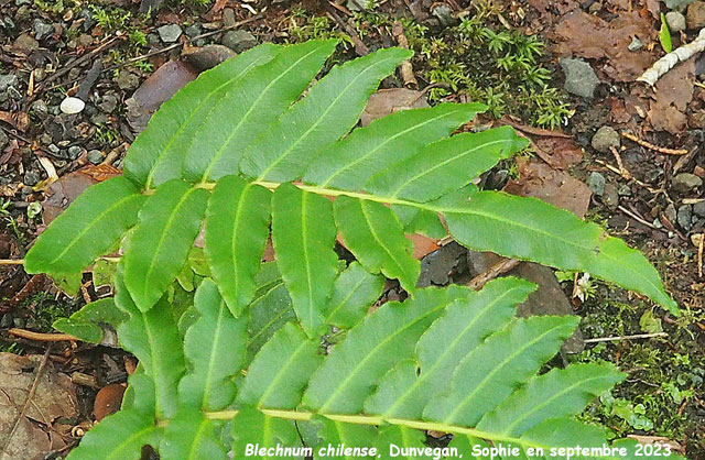 Blechnum chilense