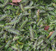 Blechnum penna-marina subsp. marina
