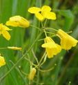 Brassica napus