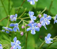 Brunnera 'macrophylla 'Henry's Eyes'