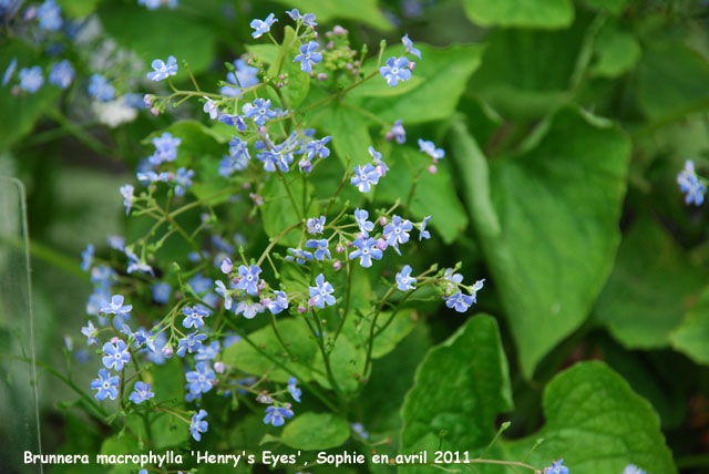 Brunnera macrophylla 'Henry's Eyes'